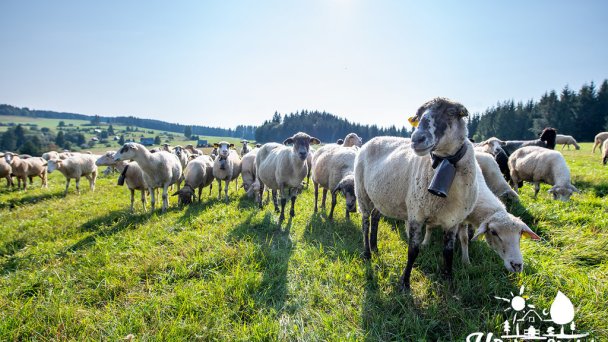 Ubytovanie U Deda a Starkej Čierny Balog 26