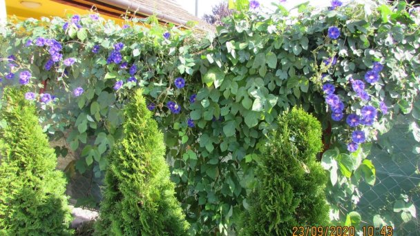 Apartmány Roni Veľký Meder 70