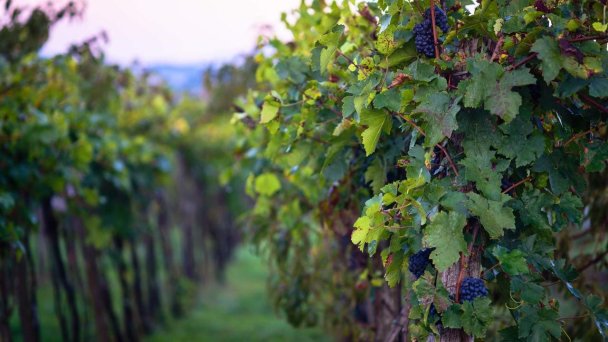 Chata pod vinicami Vesna Slepčany 12