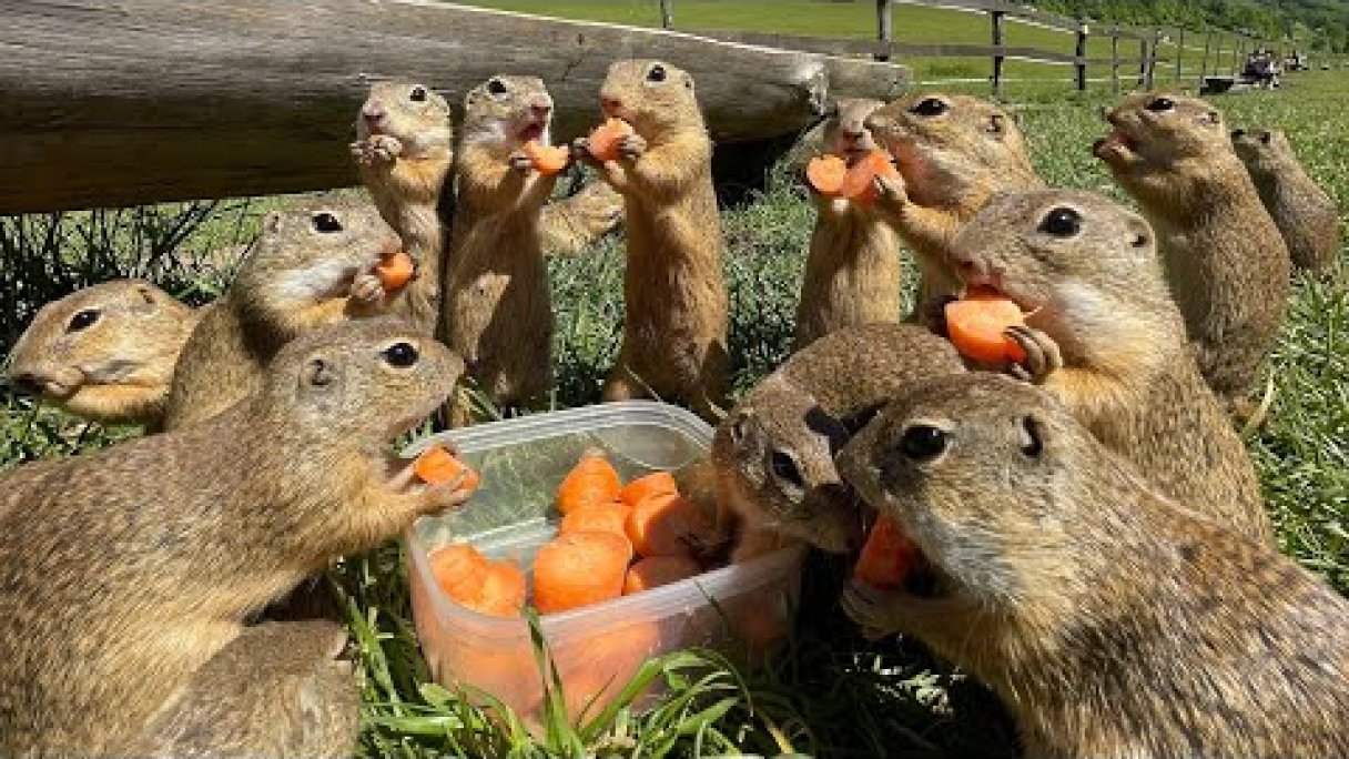 Sysľovisko Muráň super miesto na rodinný výlet syseľ pasienkový NP Muránska planina squirrel meadow Autor: Hríby a Huby - Potulky prírodou Zdroj: https://www.youtube.com/@hribyahuby-potulkyprirodou