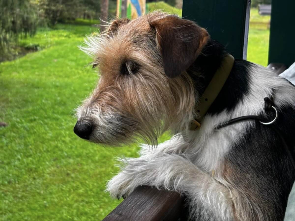 Hnedo-biely pes sa pozerá na zelenú lúku.