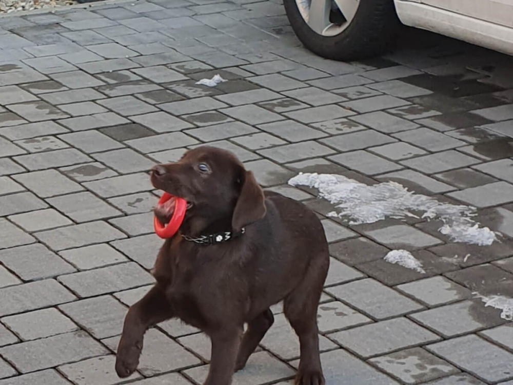 Hnedé šteniatko má červenú plastovú hračku v papuľke.