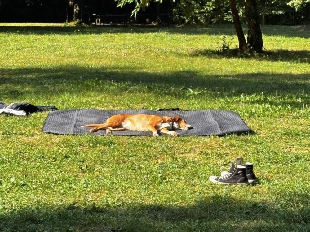 Hnedý pes leží na boku na piknikovej deke na zelenej tráve.