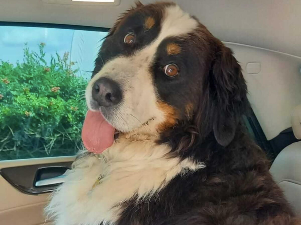 Veľký čierno-biely pes sedí na sedadle v aute.