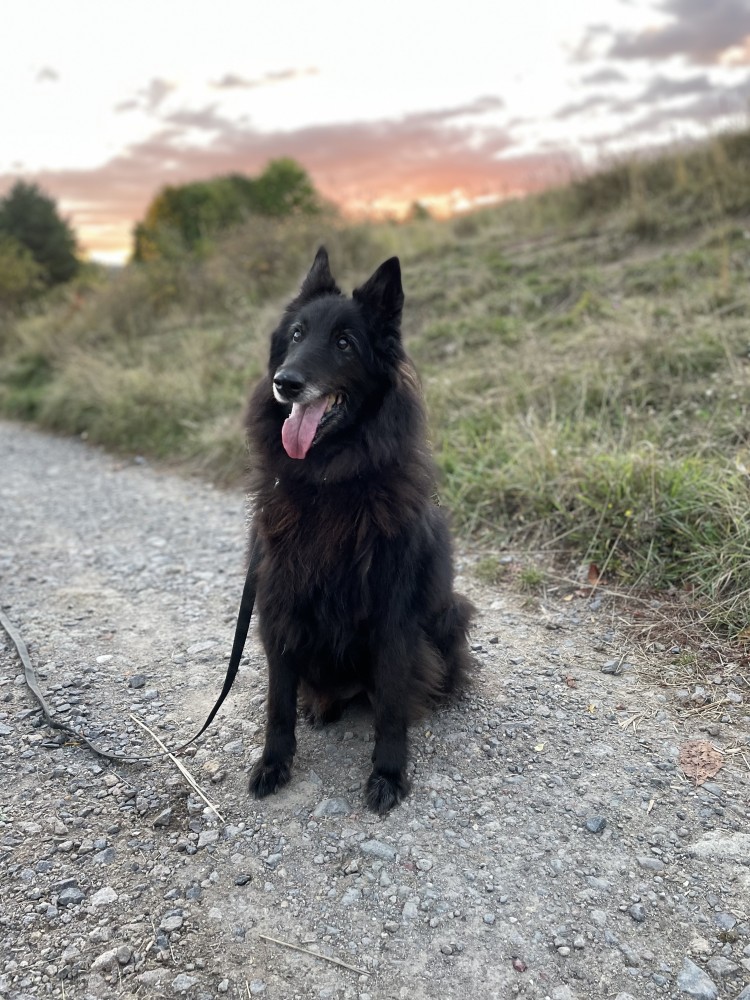 Starší čierny psík z útulku na prechádzke