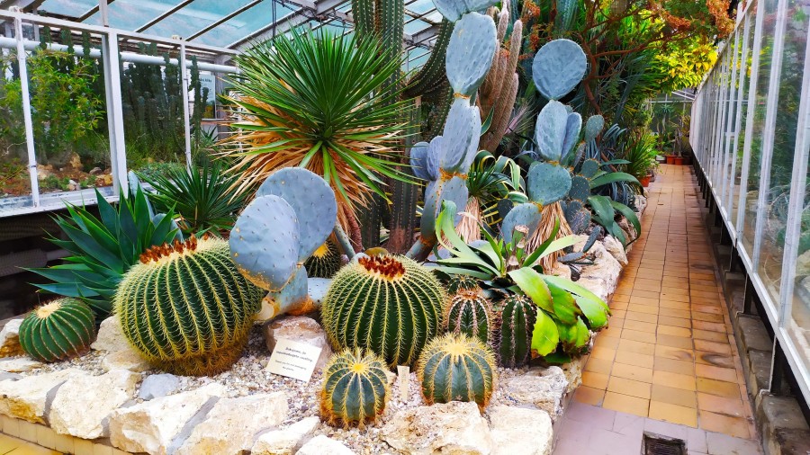 Zbierka kaktusov a sukulentov v Botanickej záhrade v Košiciach