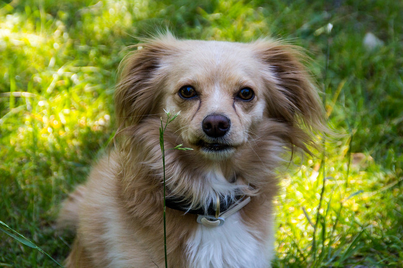 starší psík sediaci v tráve sa pozerá priamo do fotoaparátu