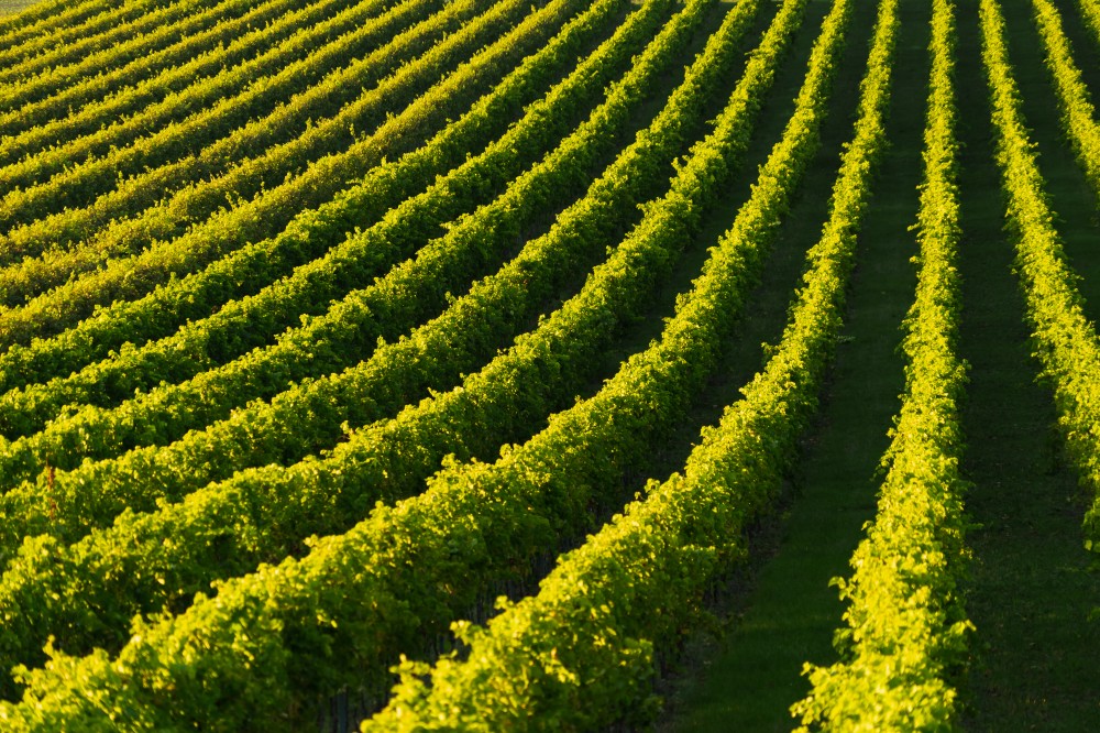 Pohľad na zelené pláne vinohradov pred dozretím hrozna