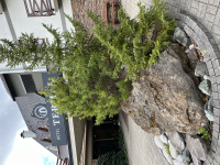 img_1137.jpeg