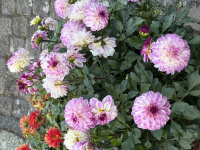 img_1041.jpeg